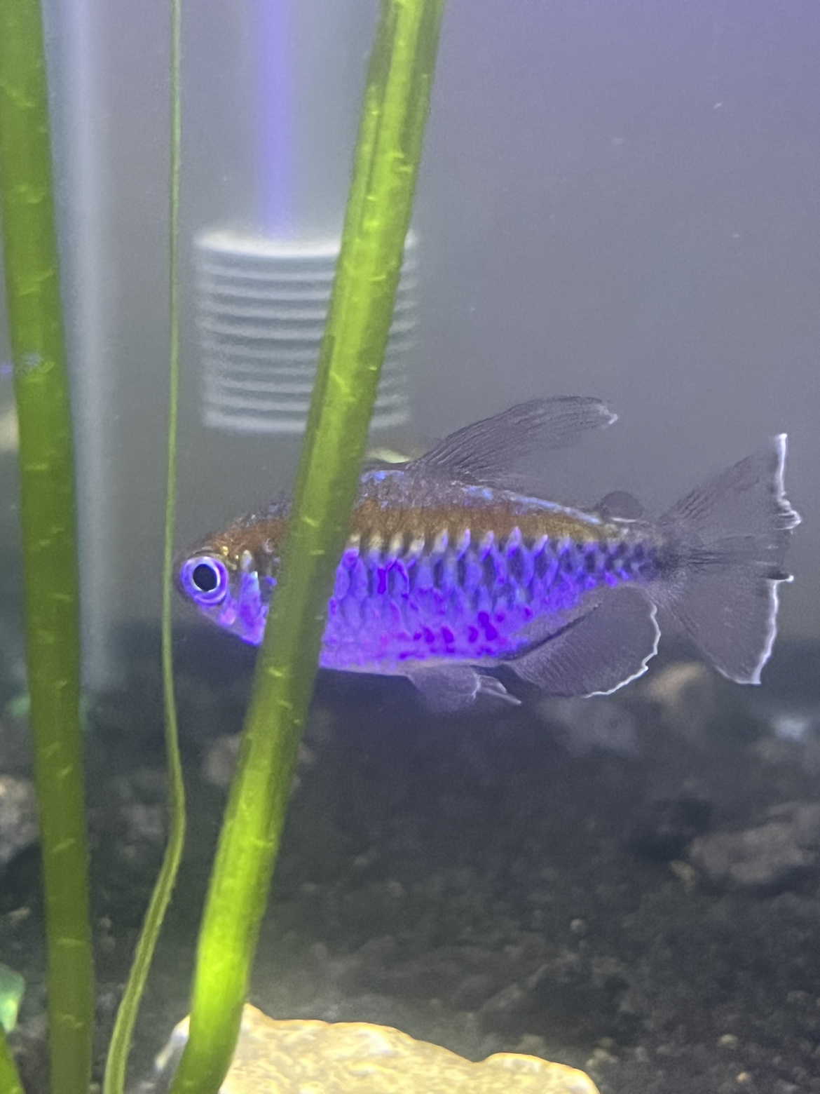 Congo Tetra Fish 2 for sale