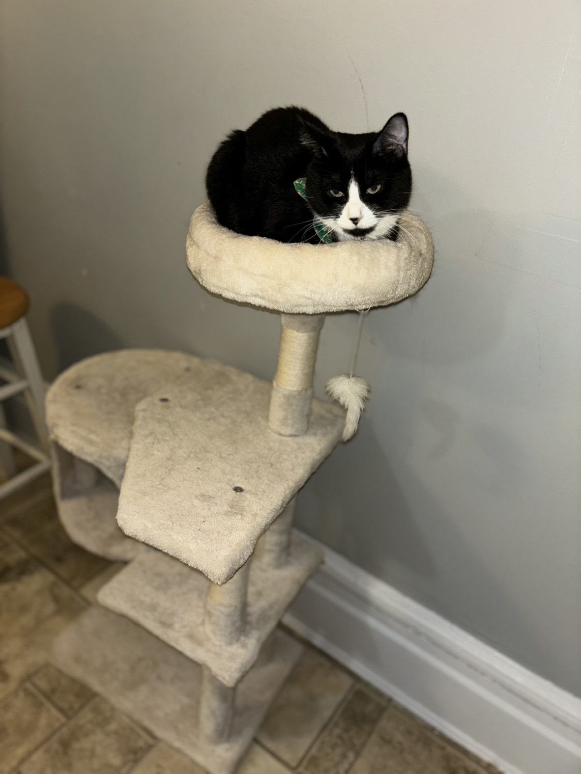 Cat Tree tower