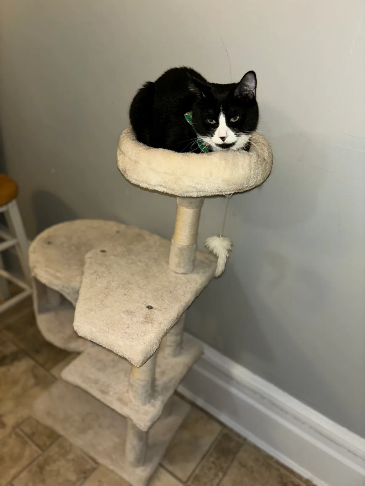Cat Tree tower thumbnail