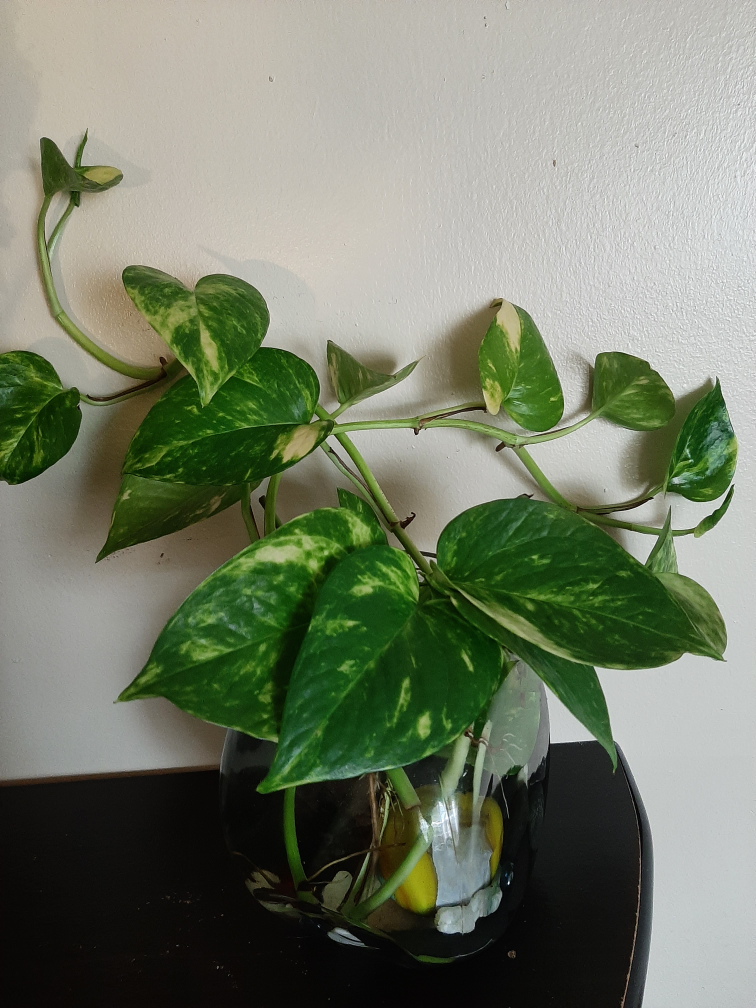 Pothos growing in water - photo 2