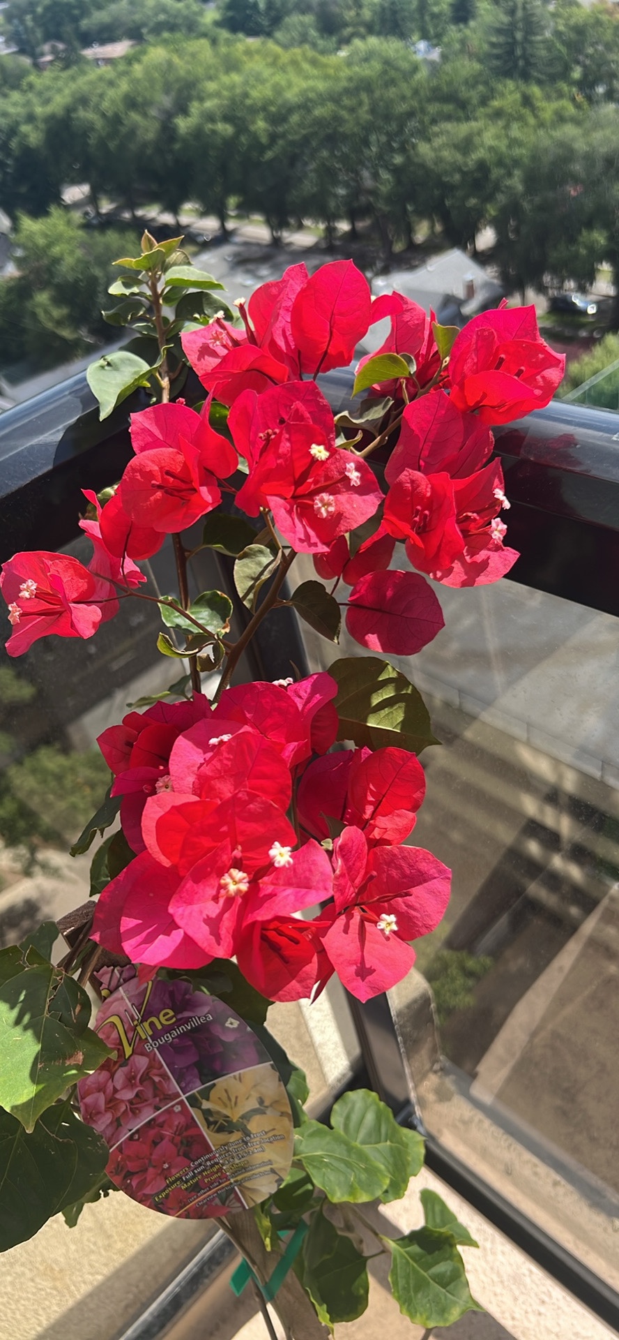 Bougainvillea Plant - photo 3