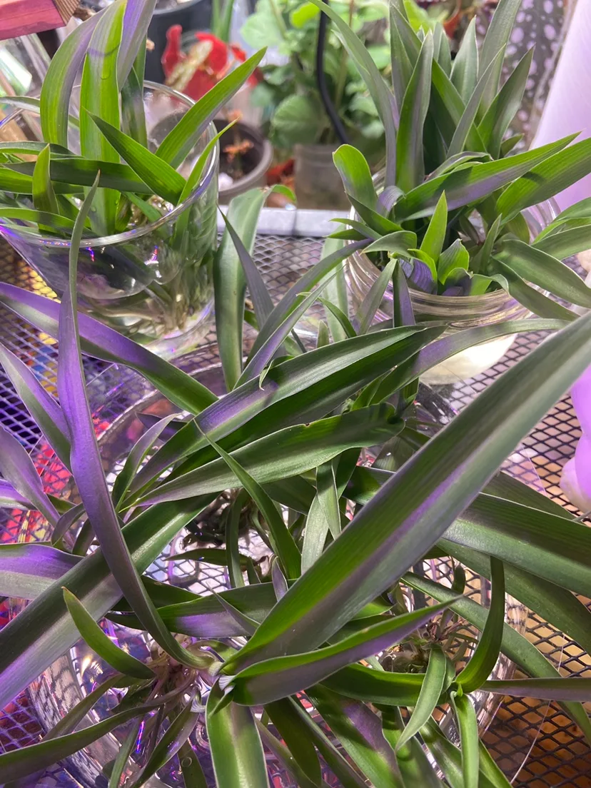 Spider Plant Cuttings #freecycle thumbnail