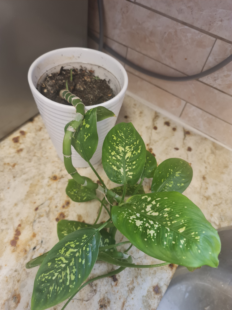 Dieffenbachia Plant - photo 2