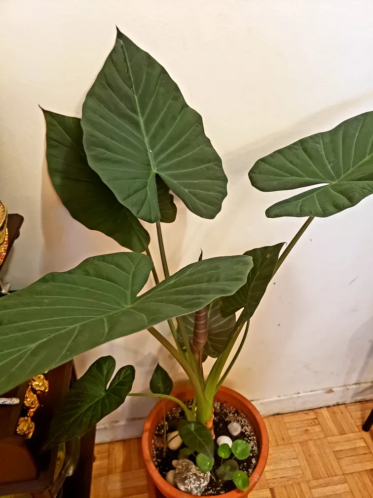 comment article thumbnail