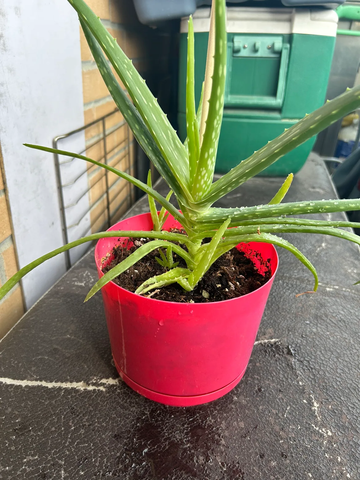 Healthy Aloe Vera Plant thumbnail