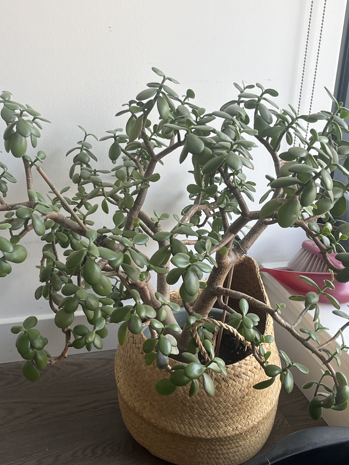 Jade Plant