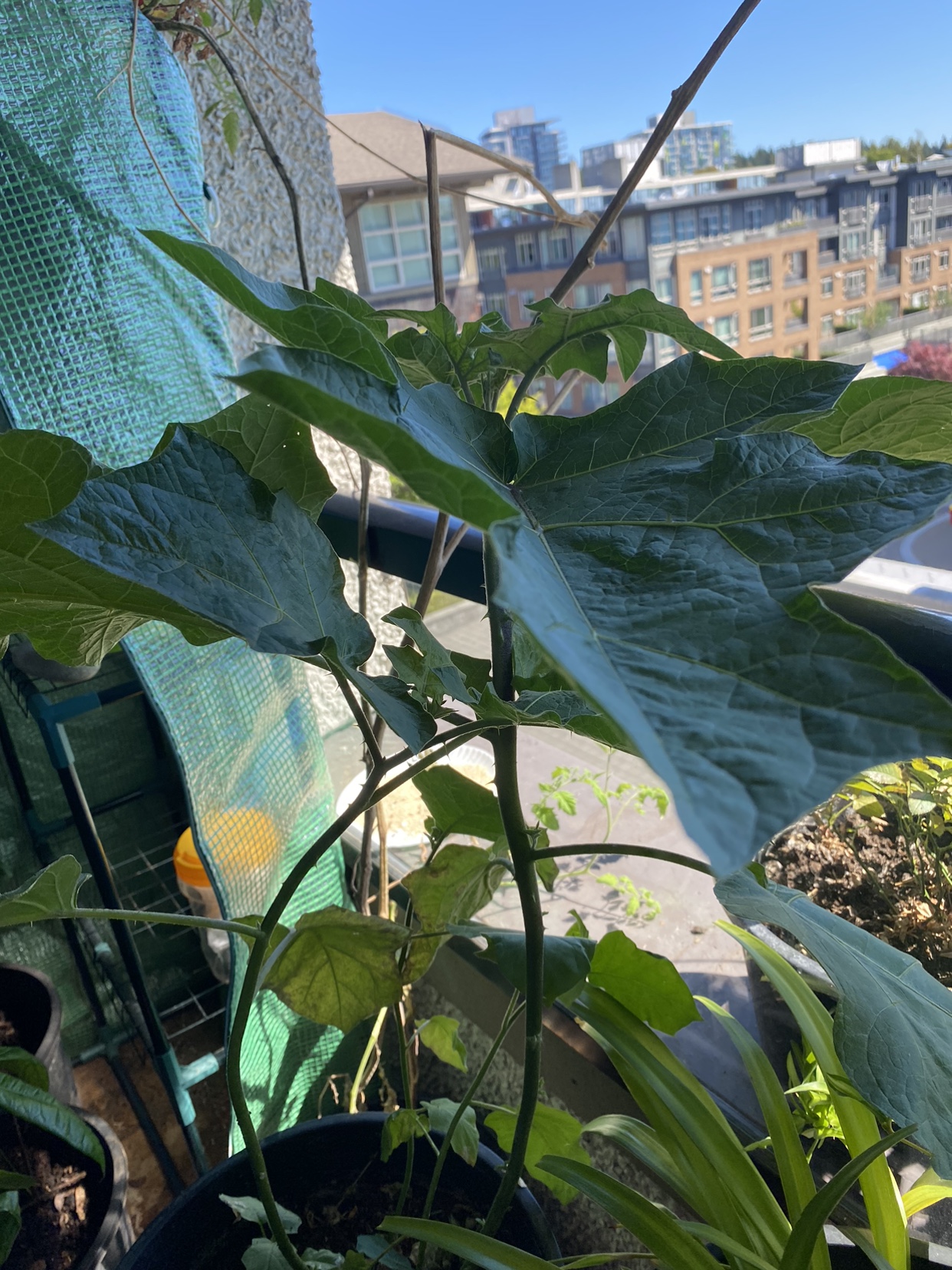 White Eggplant Plant