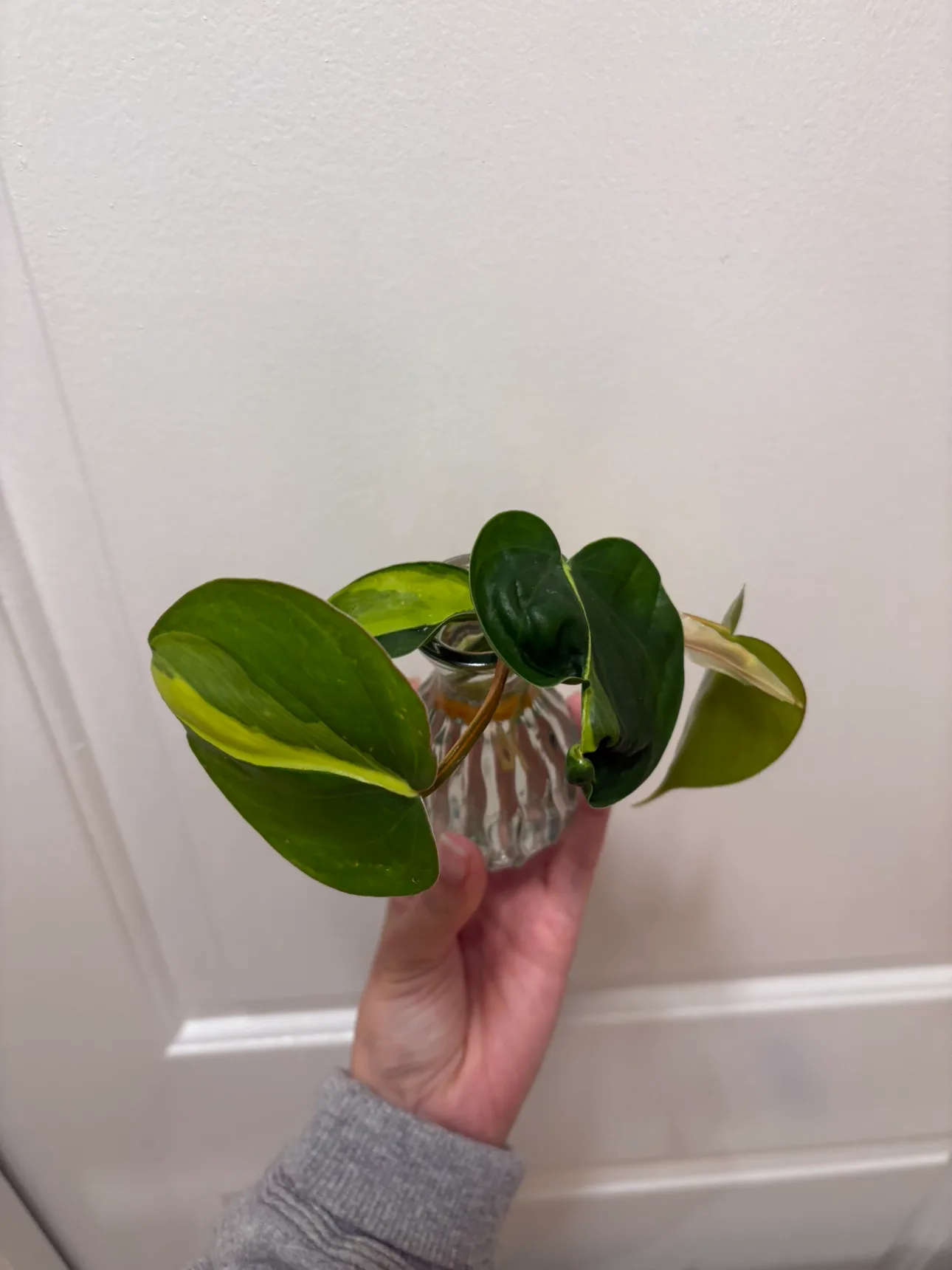 🌱philodendron brazil cutting with glass vase image indicator(2)