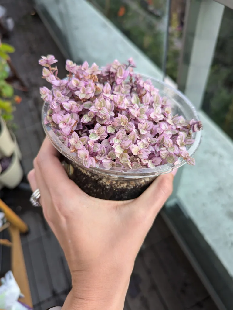 Pink Panther (Callisia Repens) Plant thumbnail