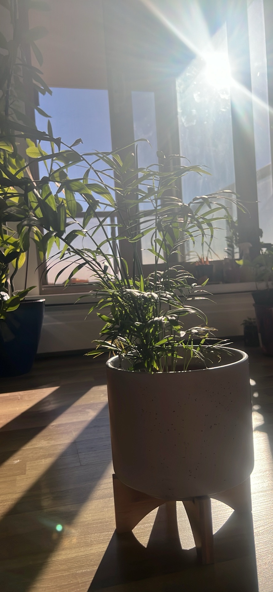Palm Plant