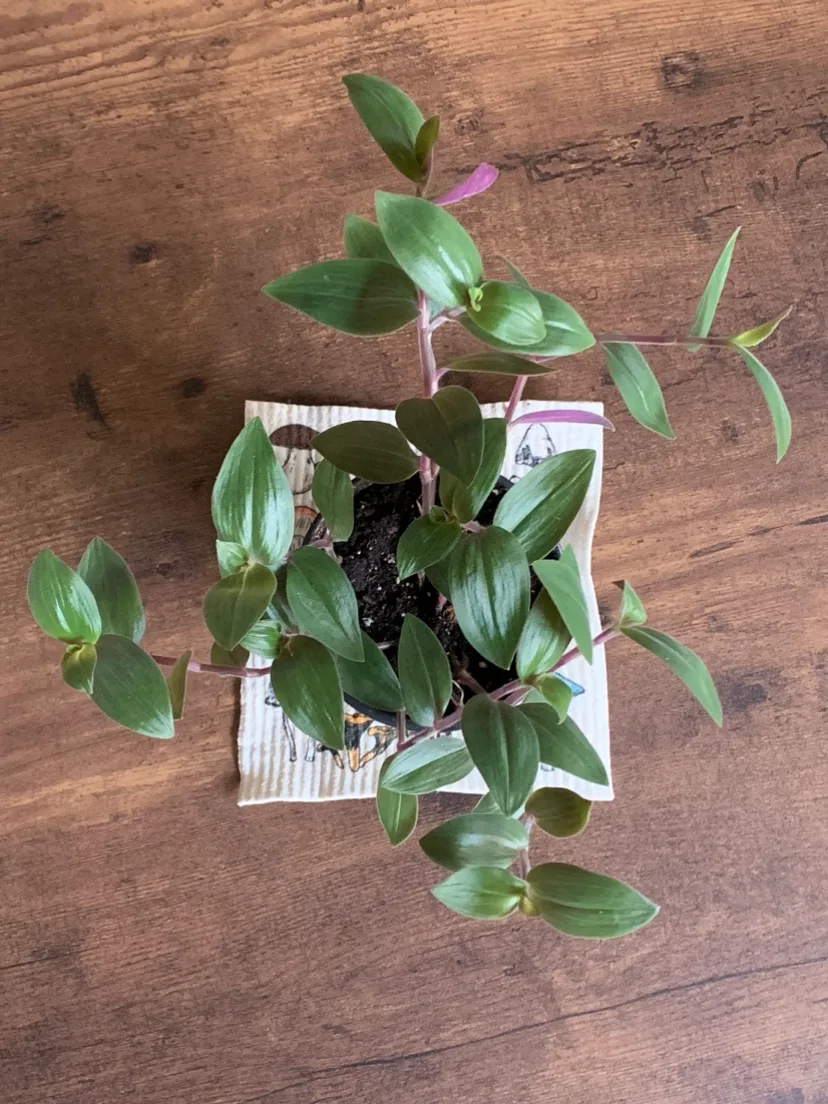Baby Bunny Bellies - Tradescantia Chrysophylla thumbnail