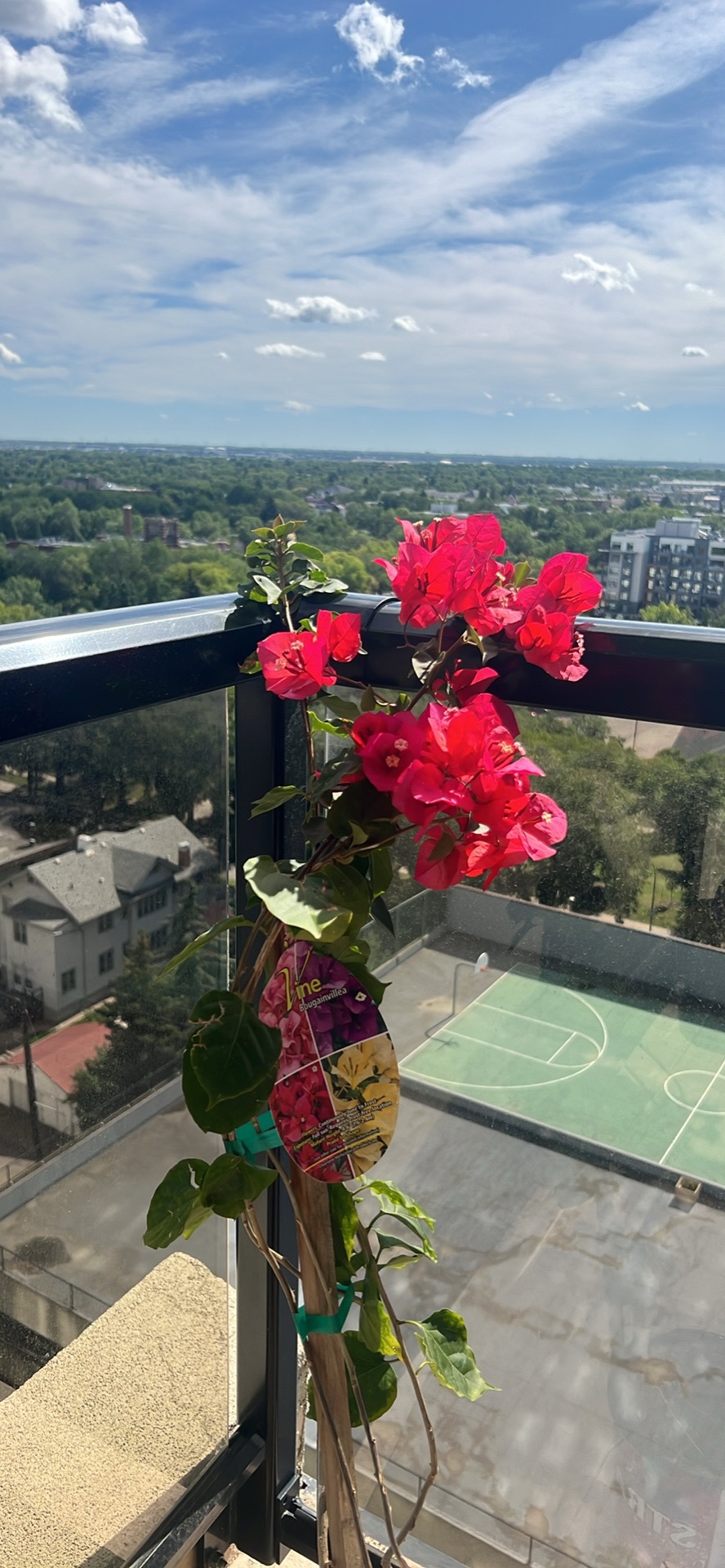 Bougainvillea Plant