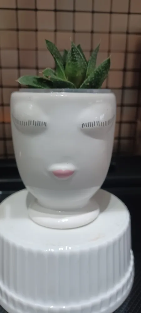 Haworthia   Succulent in Small Face Planter thumbnail