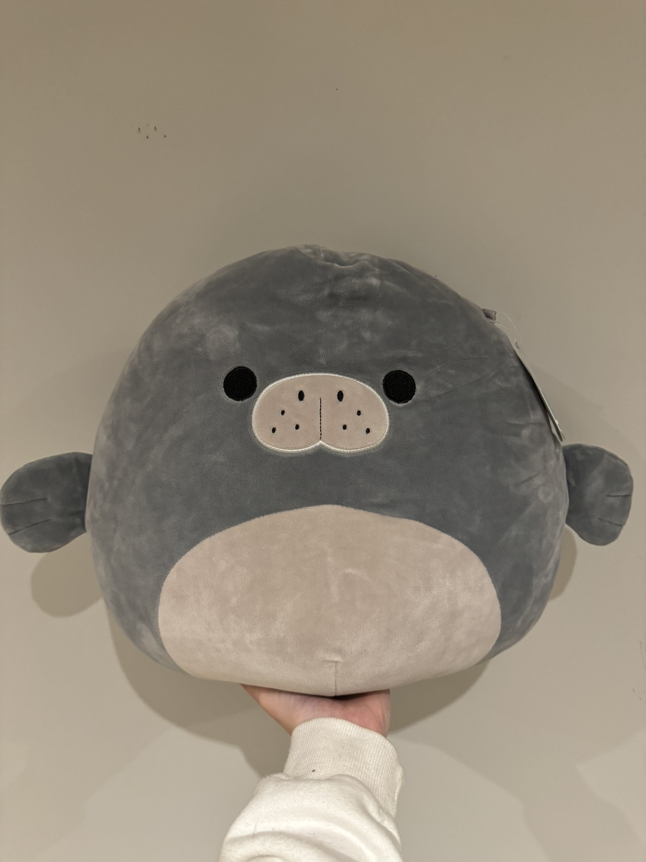 Original Squishmallow Matt the Seal