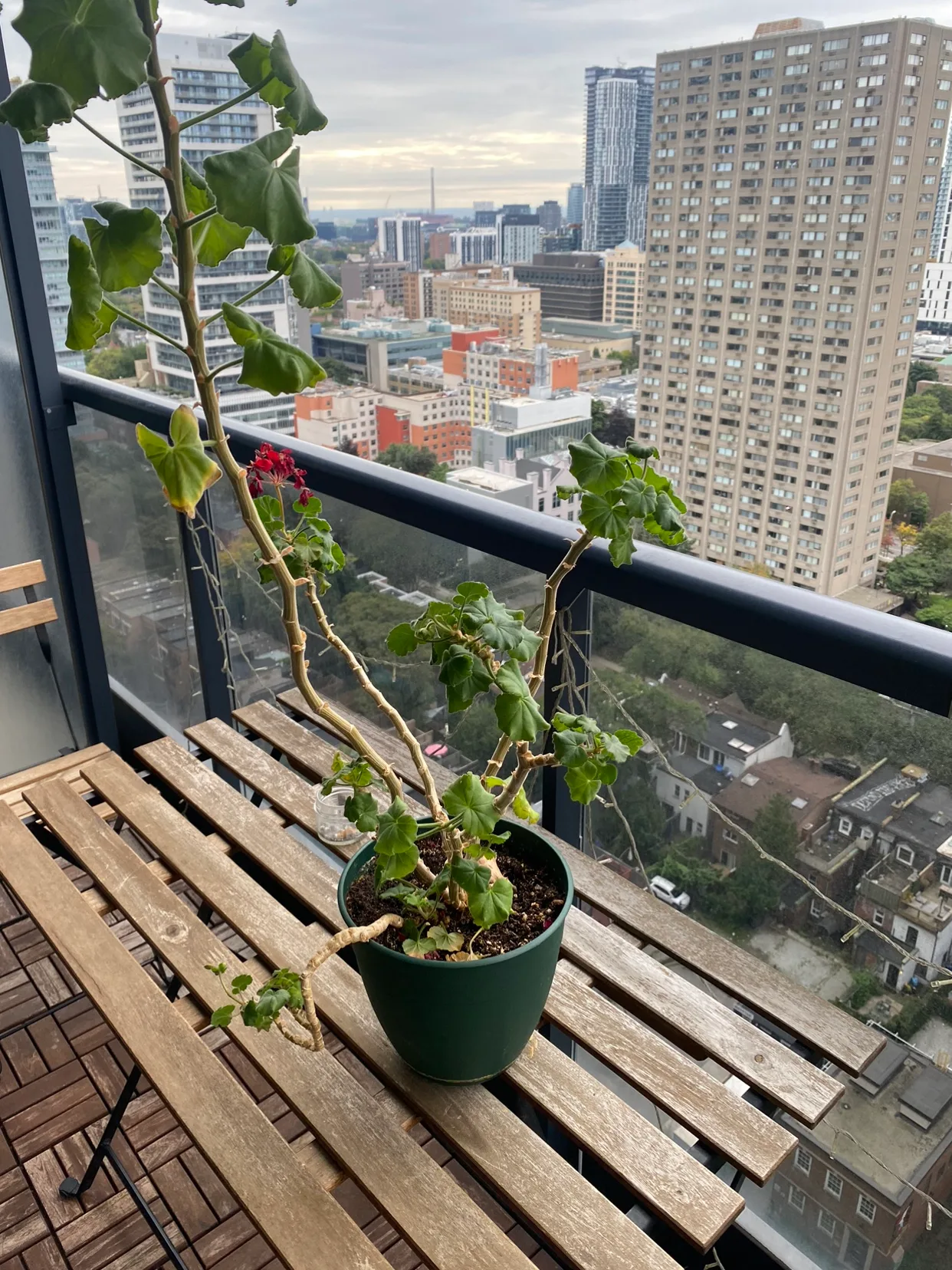 Geranium Plant thumbnail