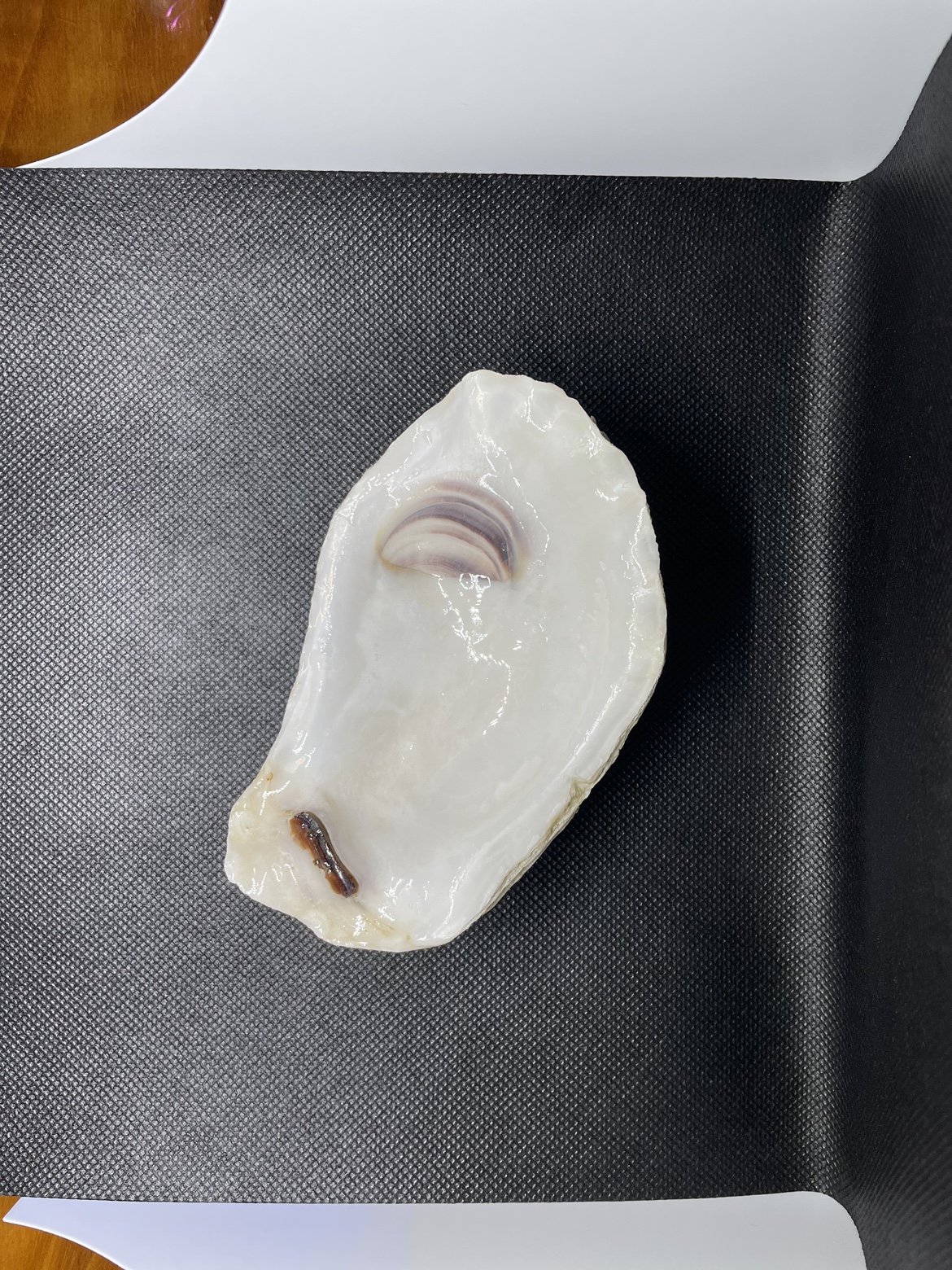Oyster Shell - photo 3