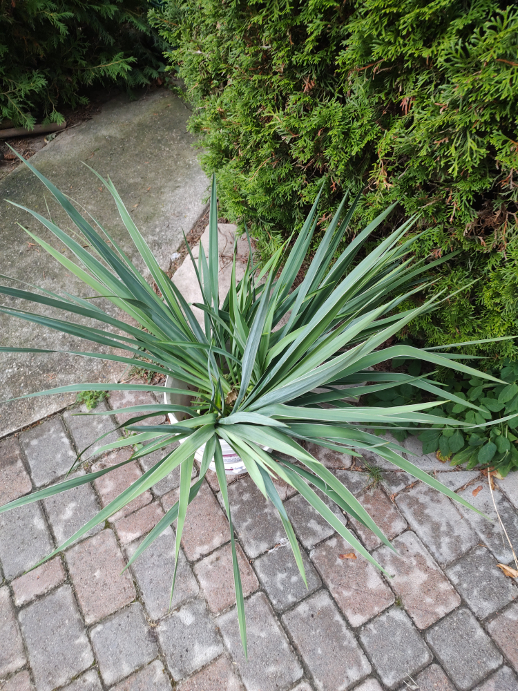 Yucca Plant