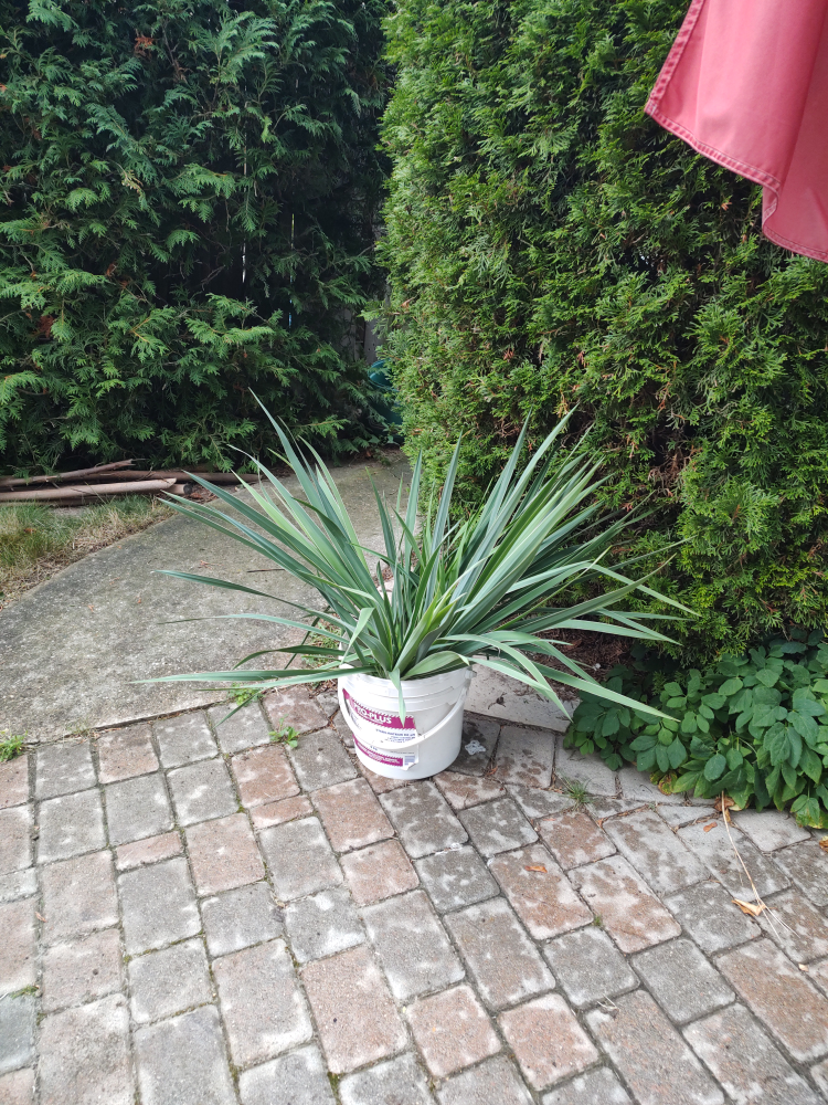 Yucca Plant - photo 2