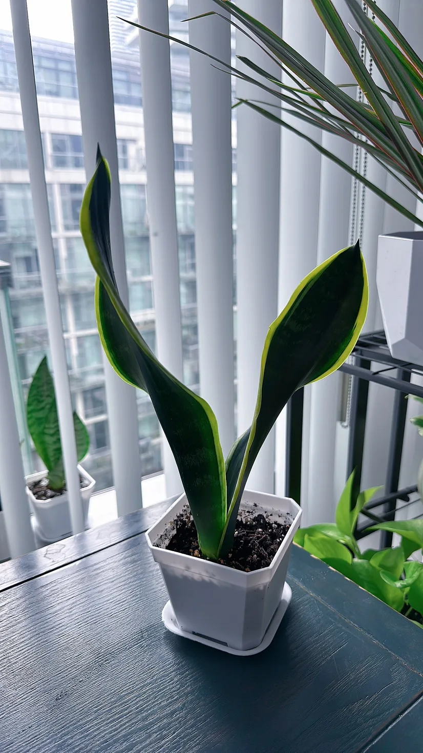Black Gold Snake Plant (over 1 ft tall) image indicator(8)