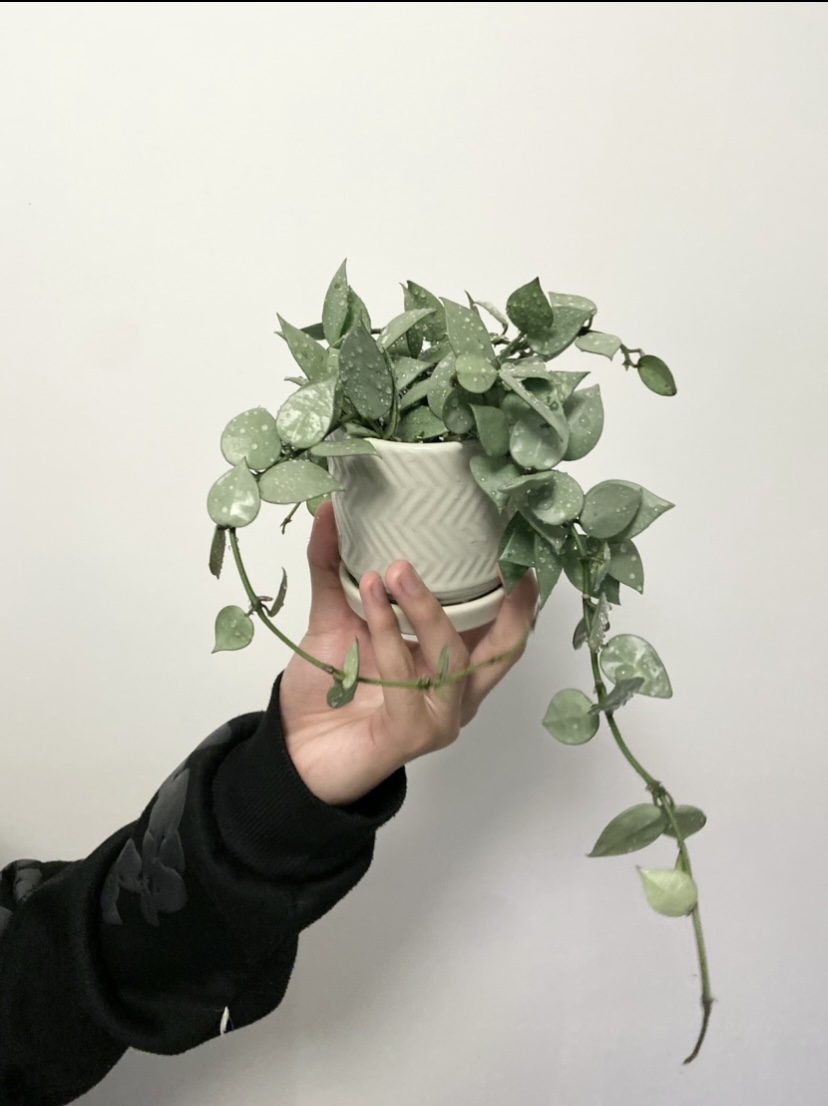 Hoya Khroniana super silver - photo 3