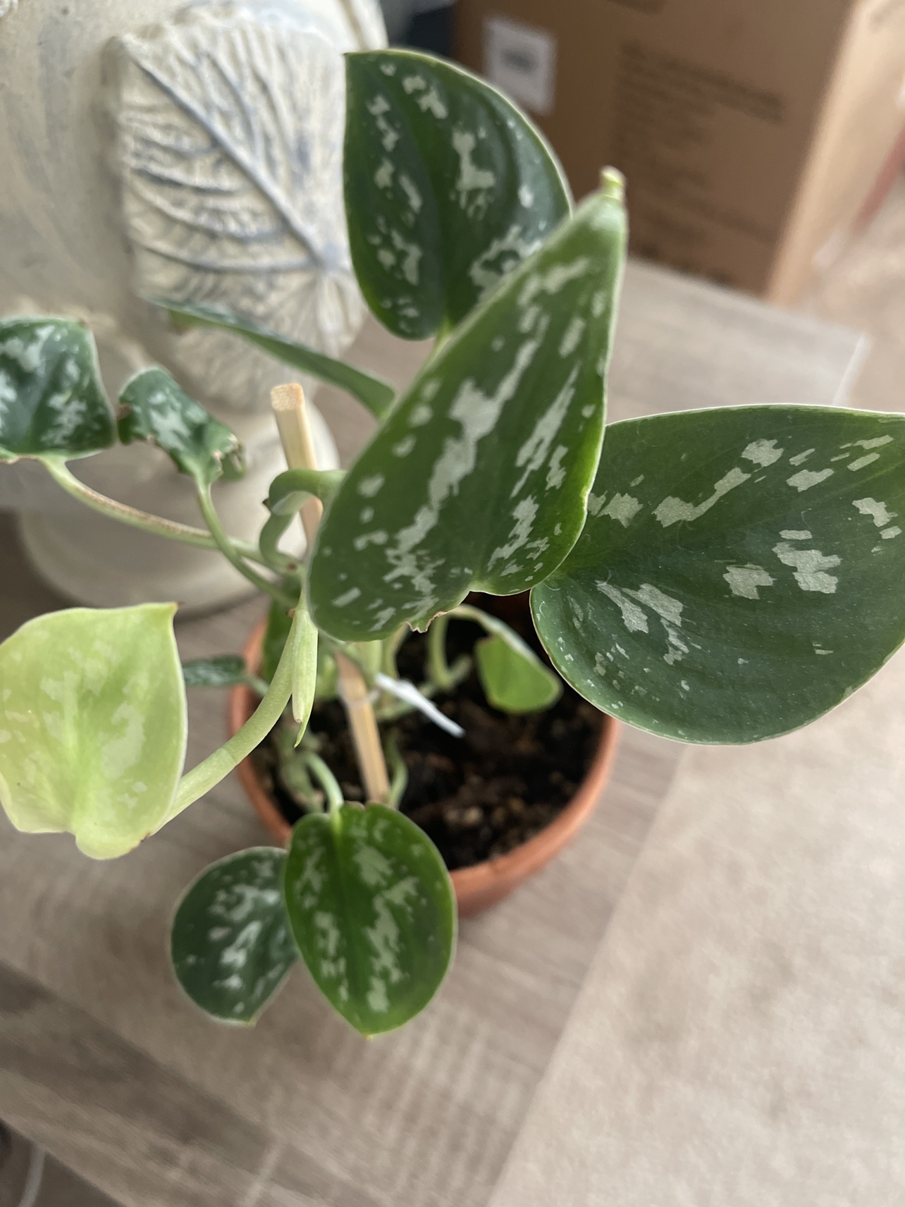 Silver Satin Pothos