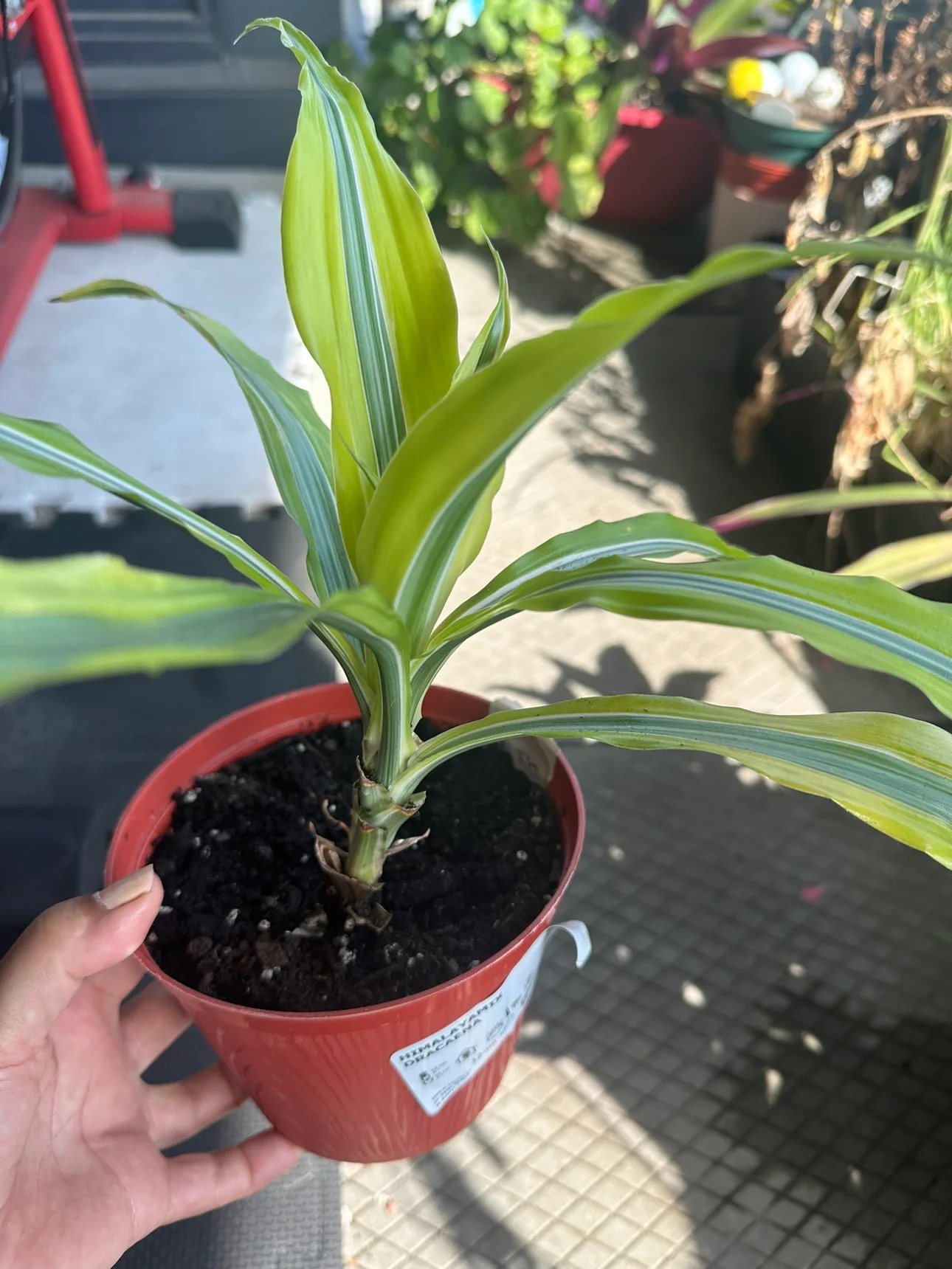 Dracaena Marginata Plant thumbnail