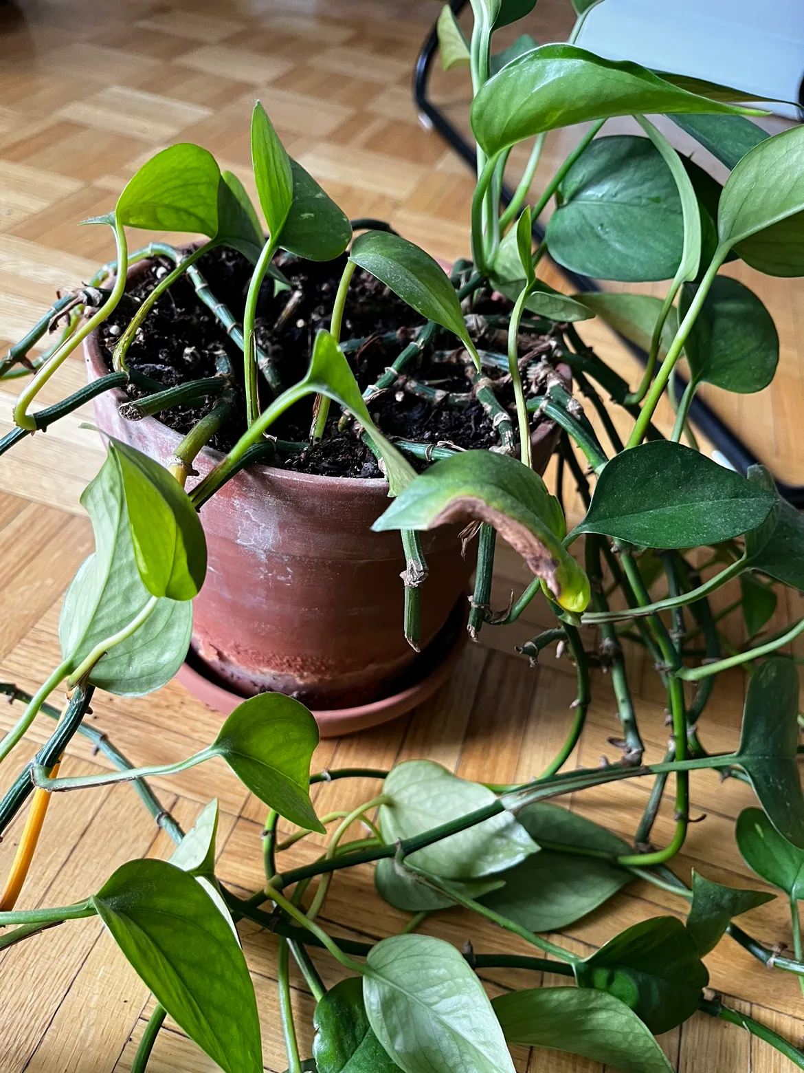 Pothos plant in pot thumbnail