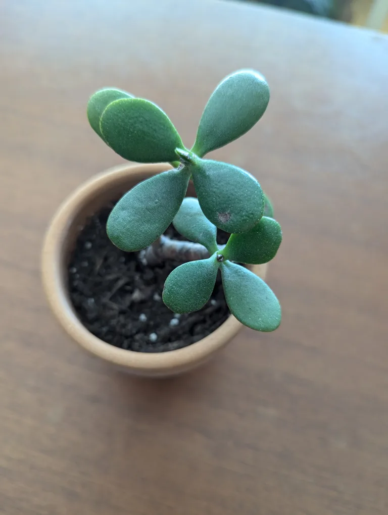 Jade Plant #1 image indicator(2)