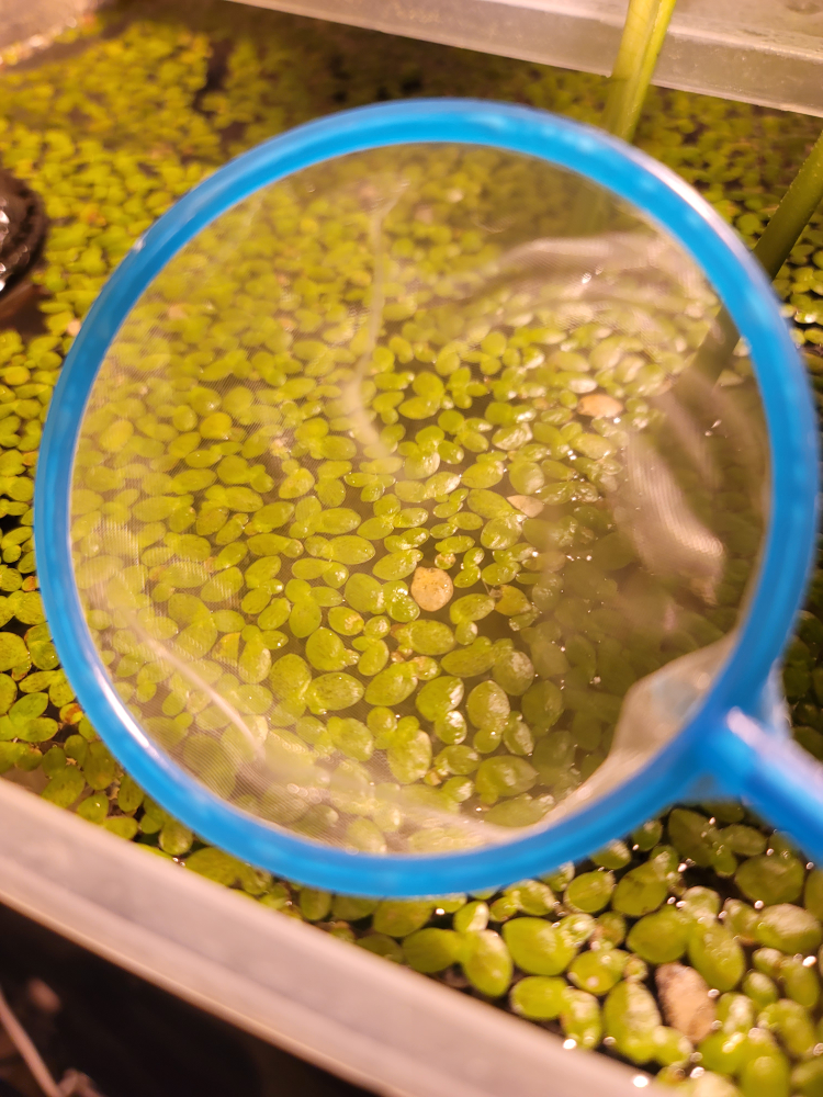 Giant Duckweed Floating Aquarium Plant - photo 3
