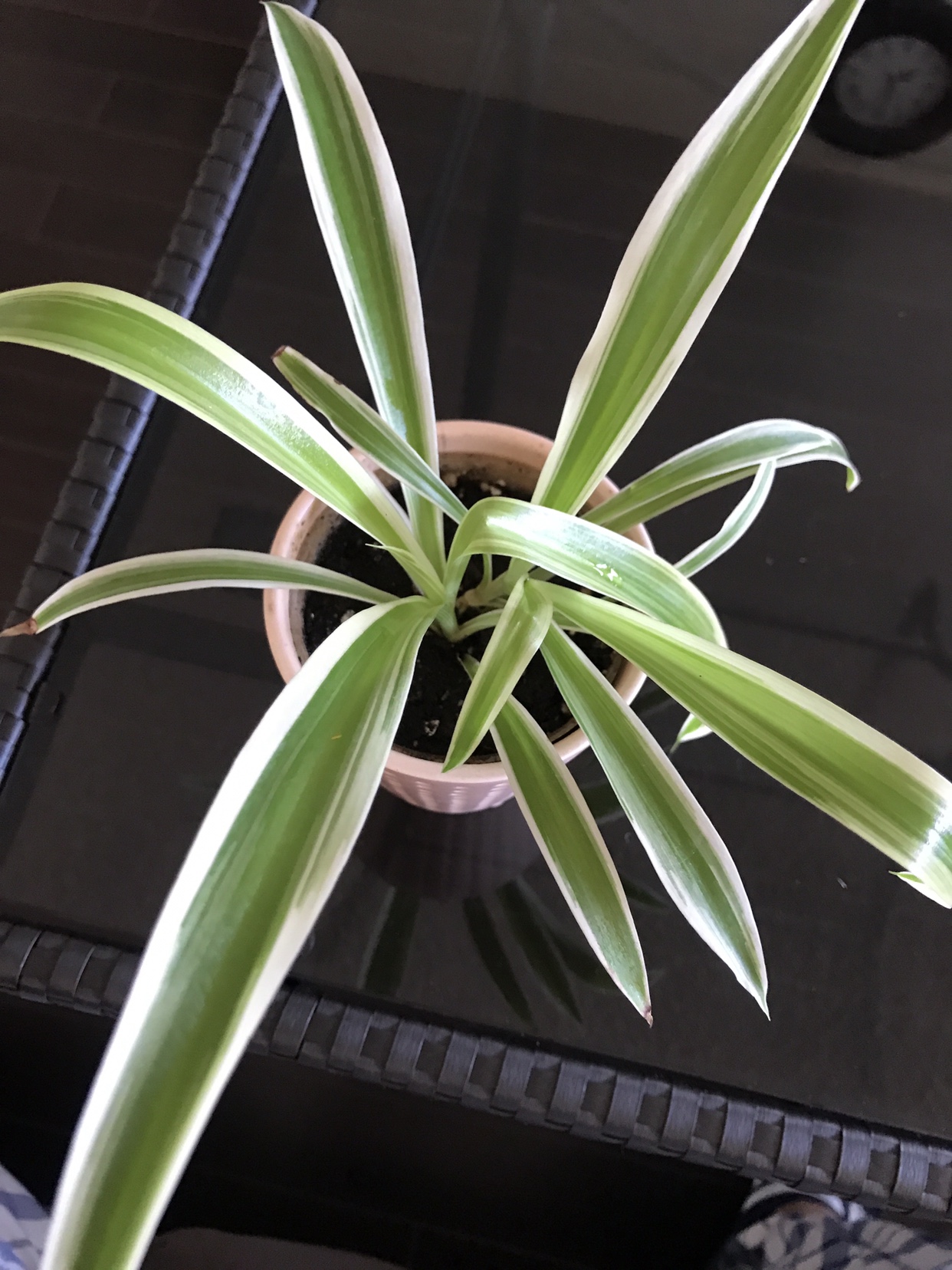 Spider Plant - photo 2