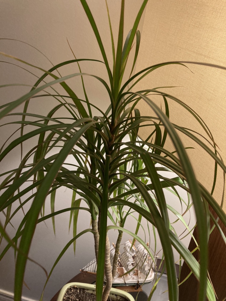 Dracaena Marginata Plant