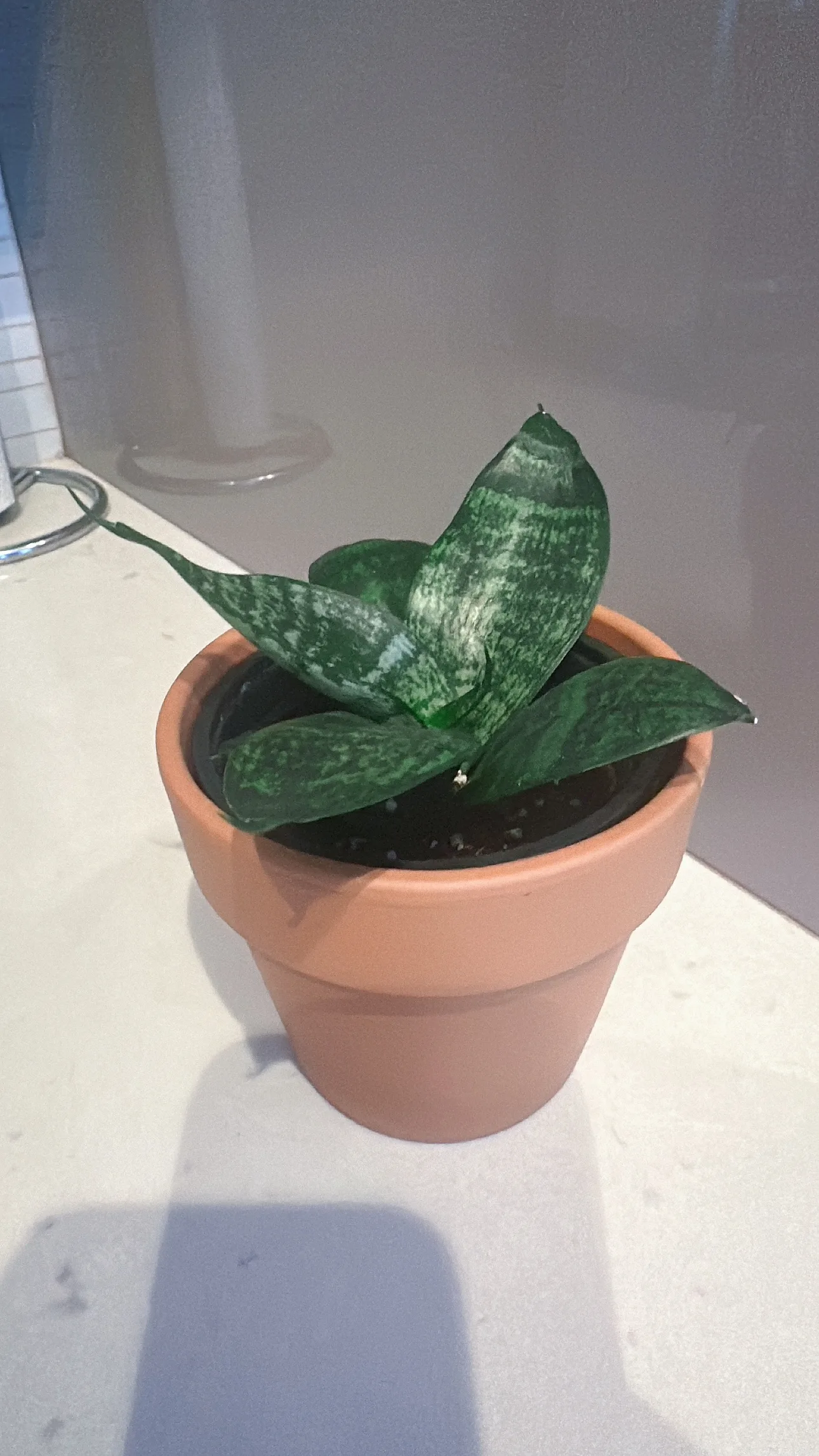 Snake Plant thumbnail