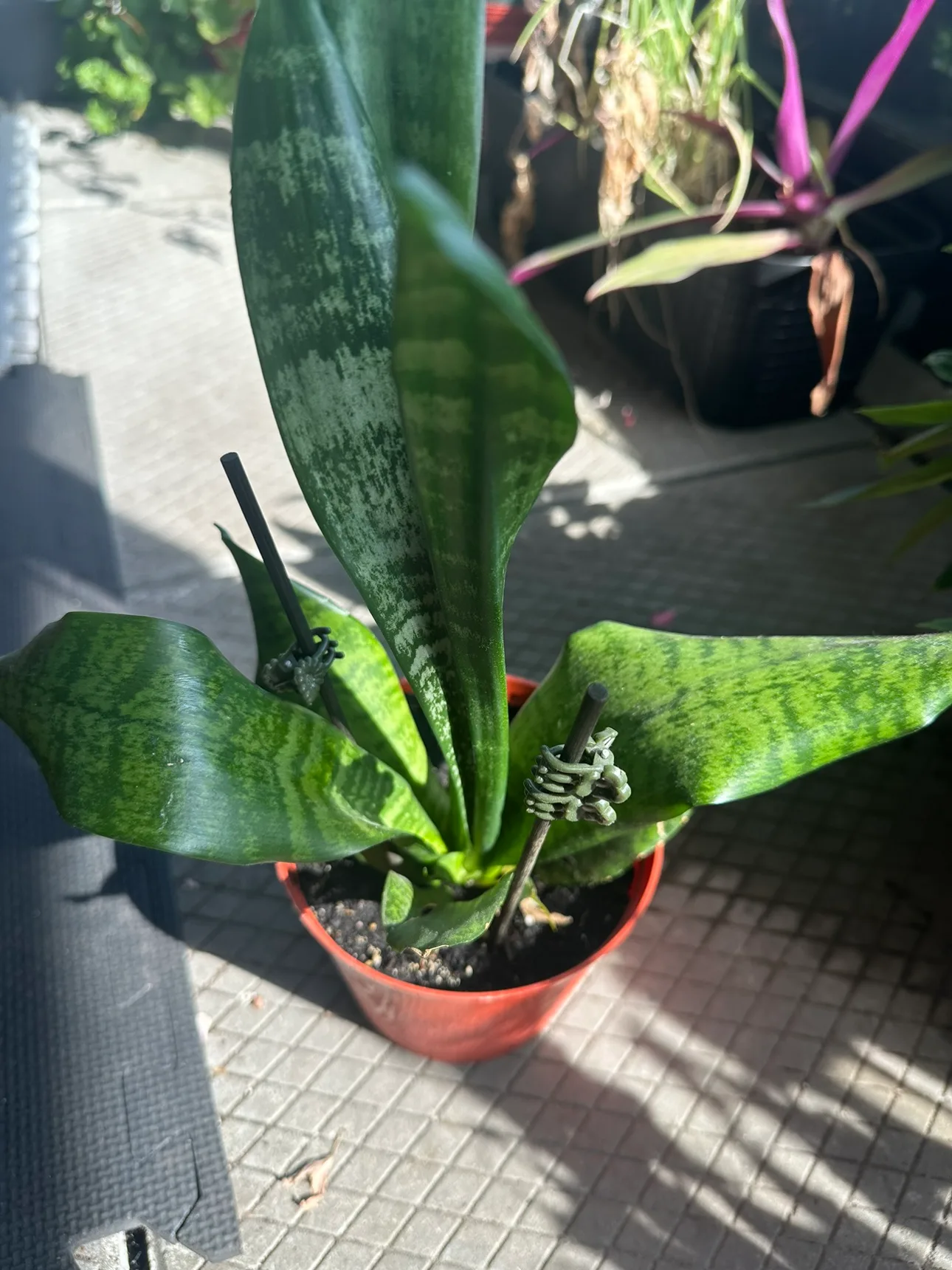 Snake Plant thumbnail