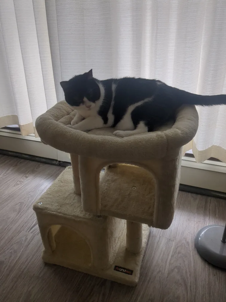 (Sell by 6 Oct) Cat Tree Condo thumbnail