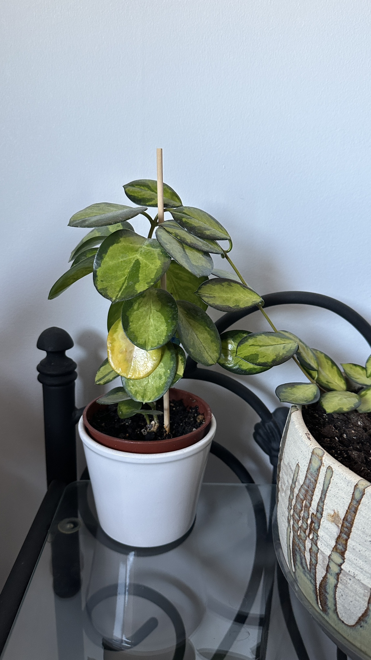 Variegated Hoya Plant