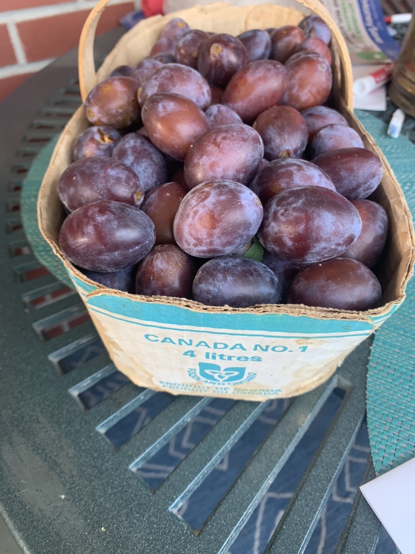 Organic European Plums💖For Limited Time Only❤️ - photo 3