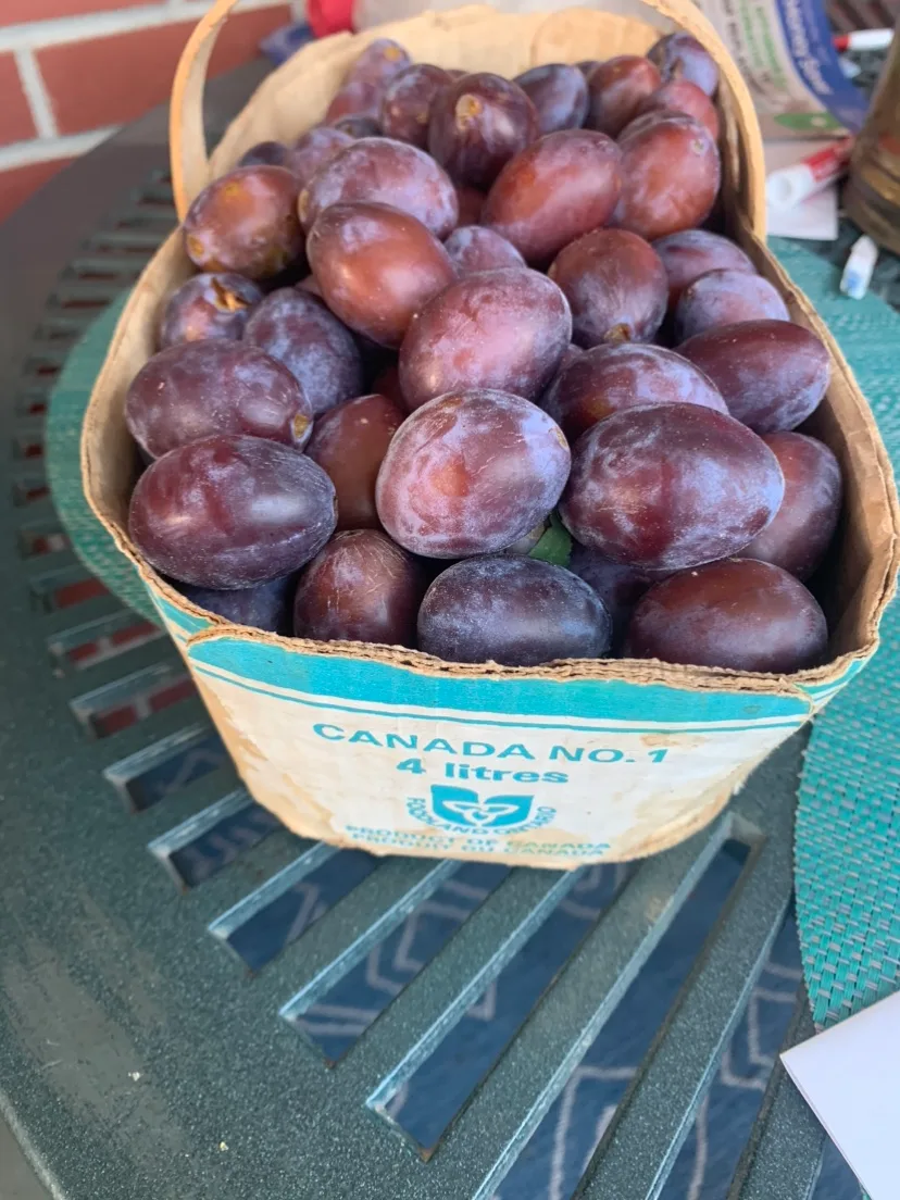 Organic European Plums💖For Limited Time Only❤️ image indicator(3)