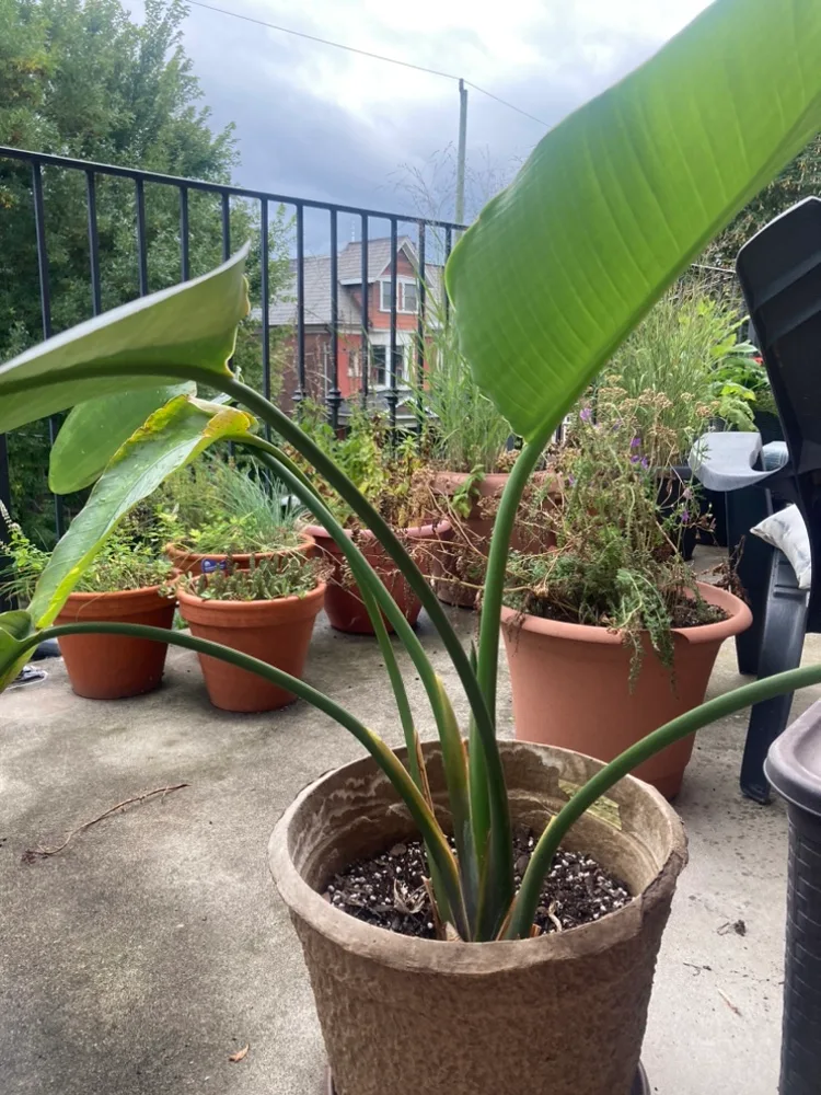 Bird of Paradise Plant thumbnail