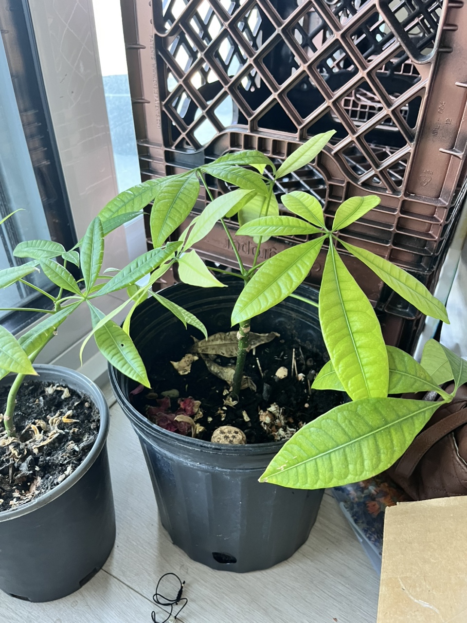 Plants - photo 4