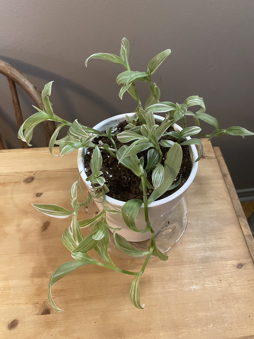 Tradescantia - photo 4