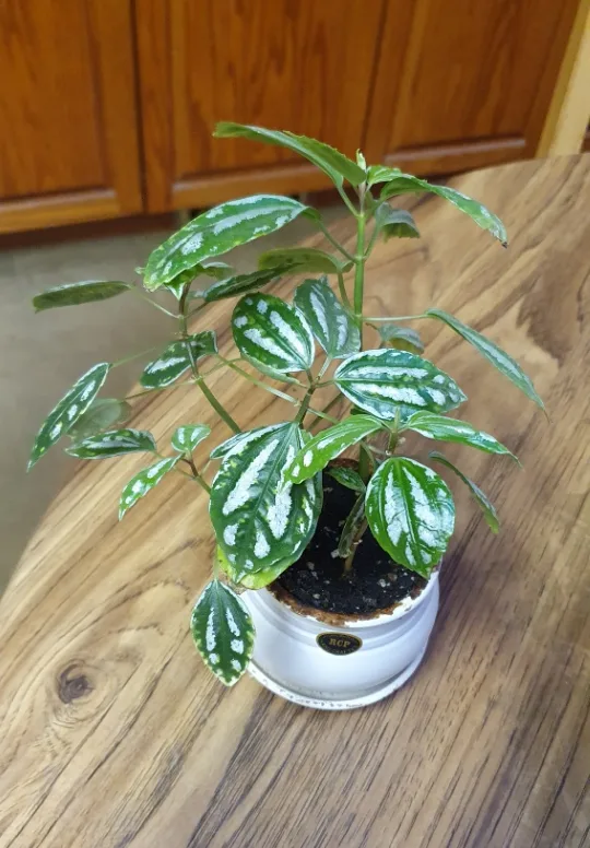 Aluminum Plant image indicator(3)