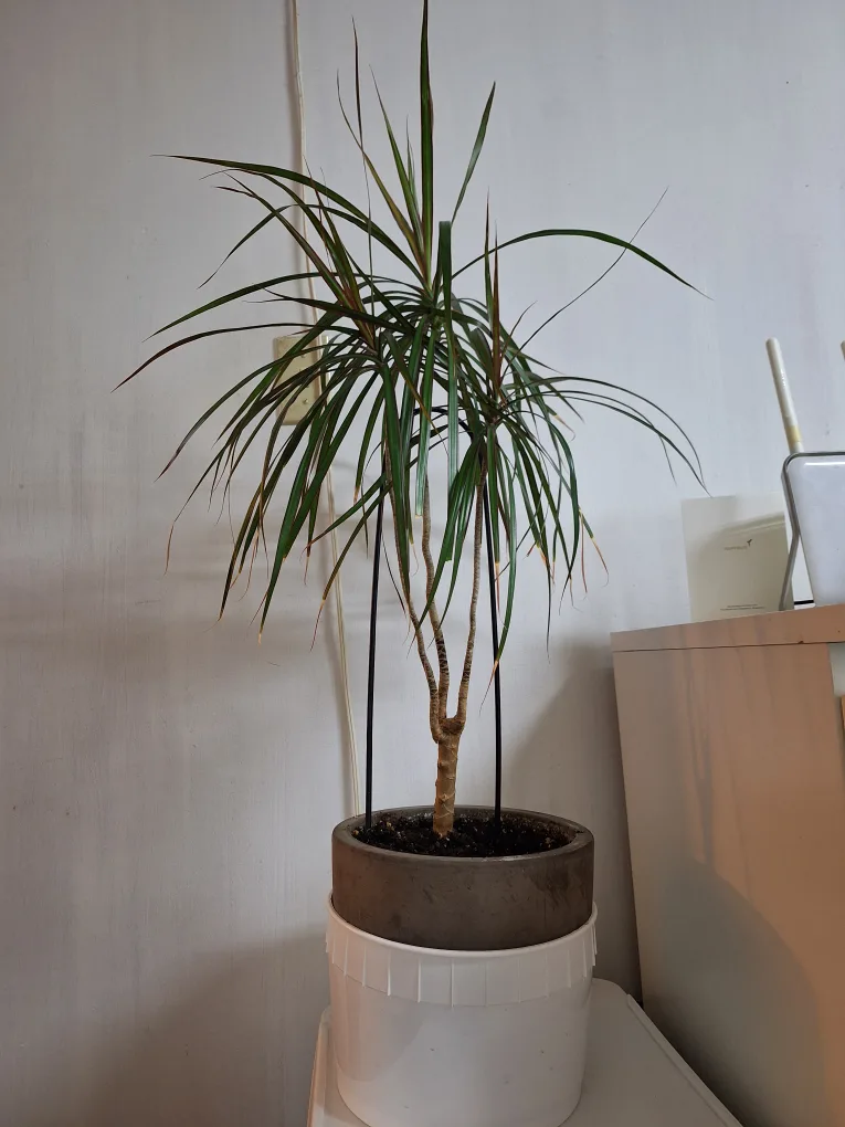 Dracaena Marginata Plant with ceramic pot 🧡 thumbnail