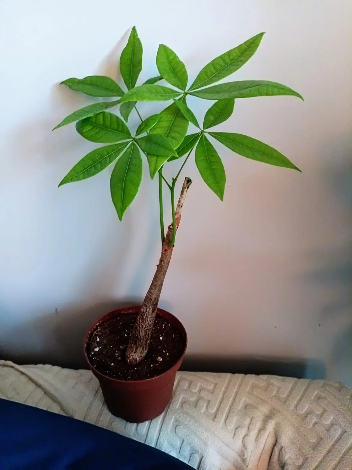 Money Tree Plant, Price Firm thumbnail