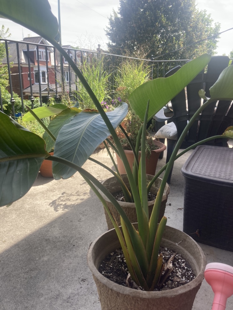 Bird of Paradise Plant