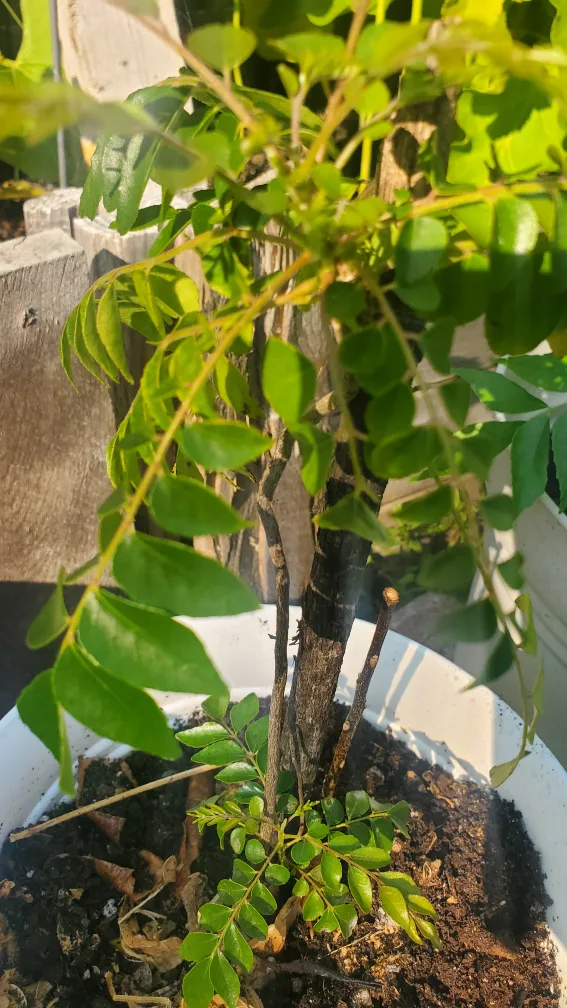 Curry Leaf Plant image indicator(2)