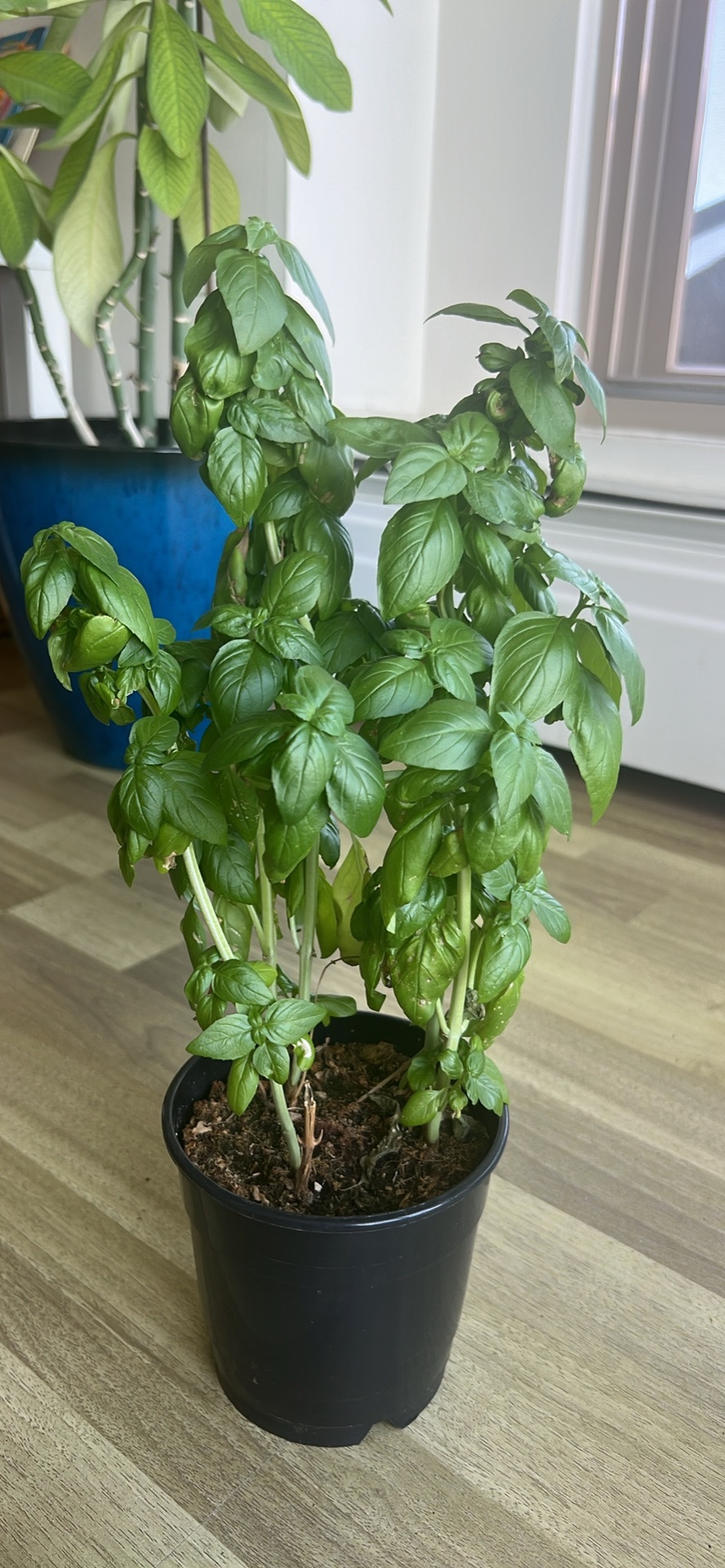 Basil plant