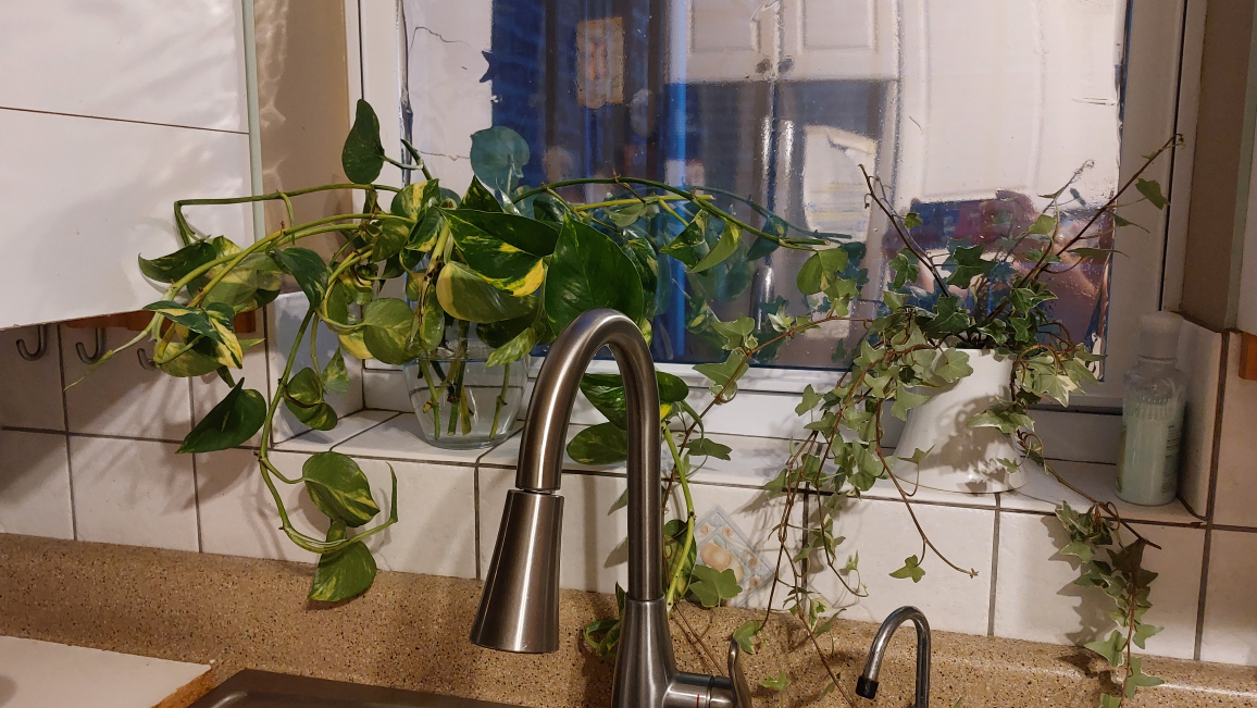 Large Potted Ivy Plant