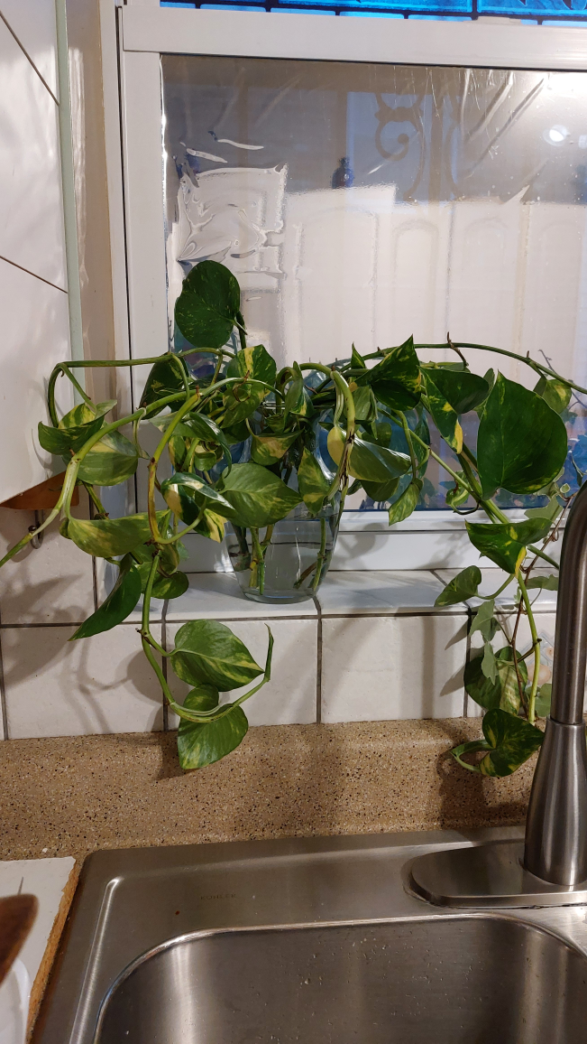 Large Potted Ivy Plant - photo 3