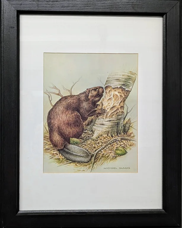 Framed Michael Dumas Beaver Print image indicator(2)