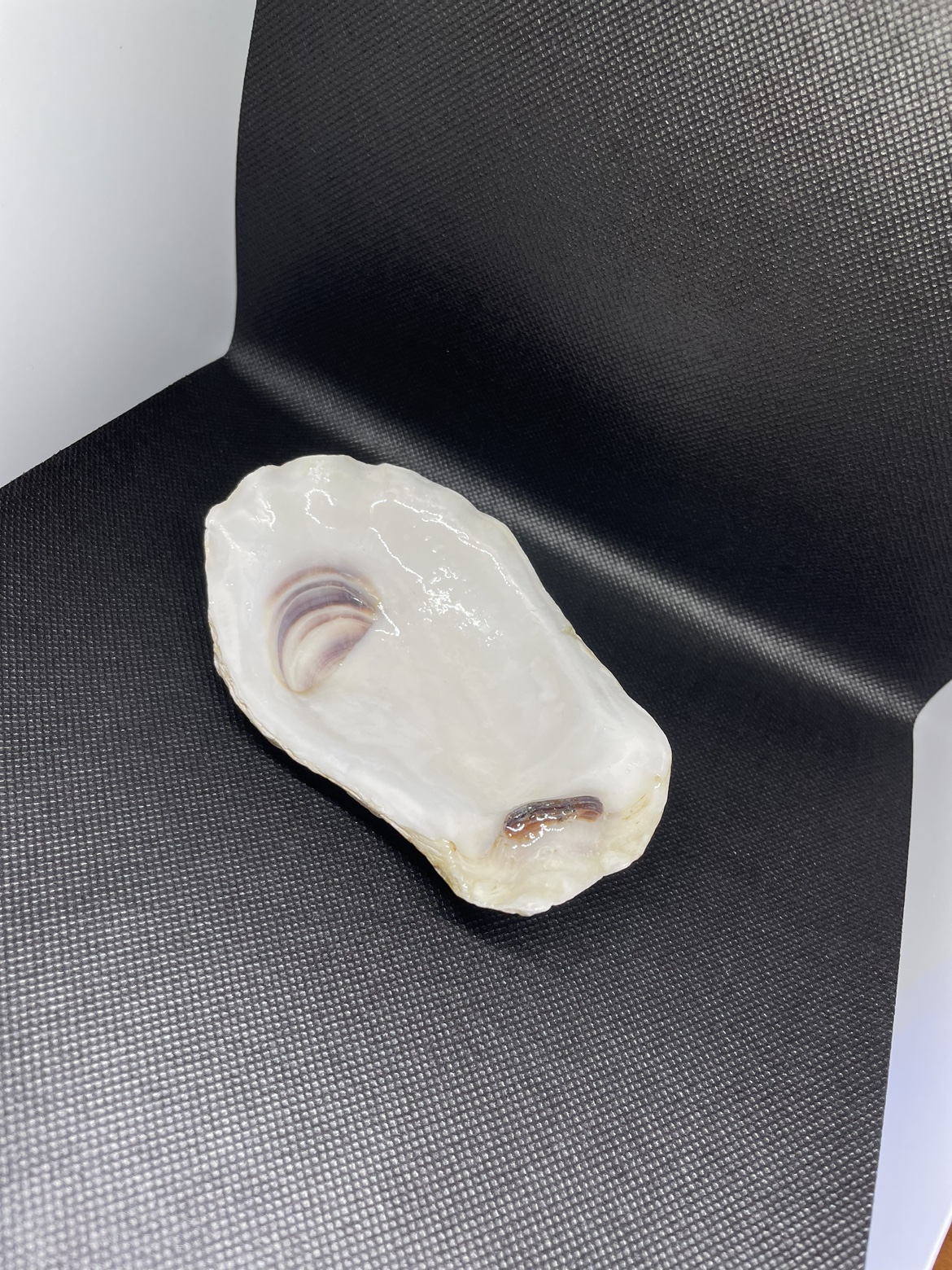 Oyster Shell - photo 2